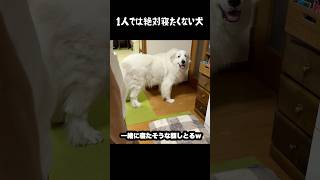 祖父と一緒に寝たすぎる愛犬　#greatpyrenees #癒し #大型犬のいる生活 #大型犬 #大型犬と暮らす #グレートピレニーズ #愛犬 #犬のいる生活 #可愛い