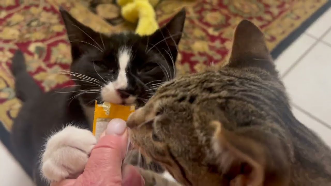 Enlarge Giblet & Cinema, a ADOPTABLE mixed breed in New Milford, CT video 2/6