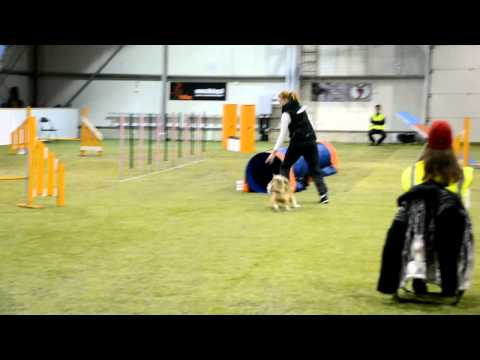 Agility competition, Ruffe, 3.2.2013