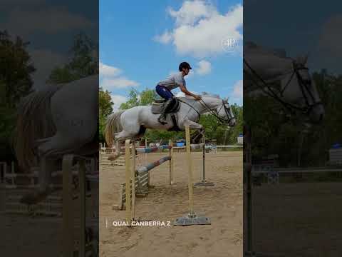 QUAL CANBERRA Z | Potencia y proyección deportiva 🔥🐎