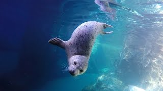 Harbor seals swim in slow motion