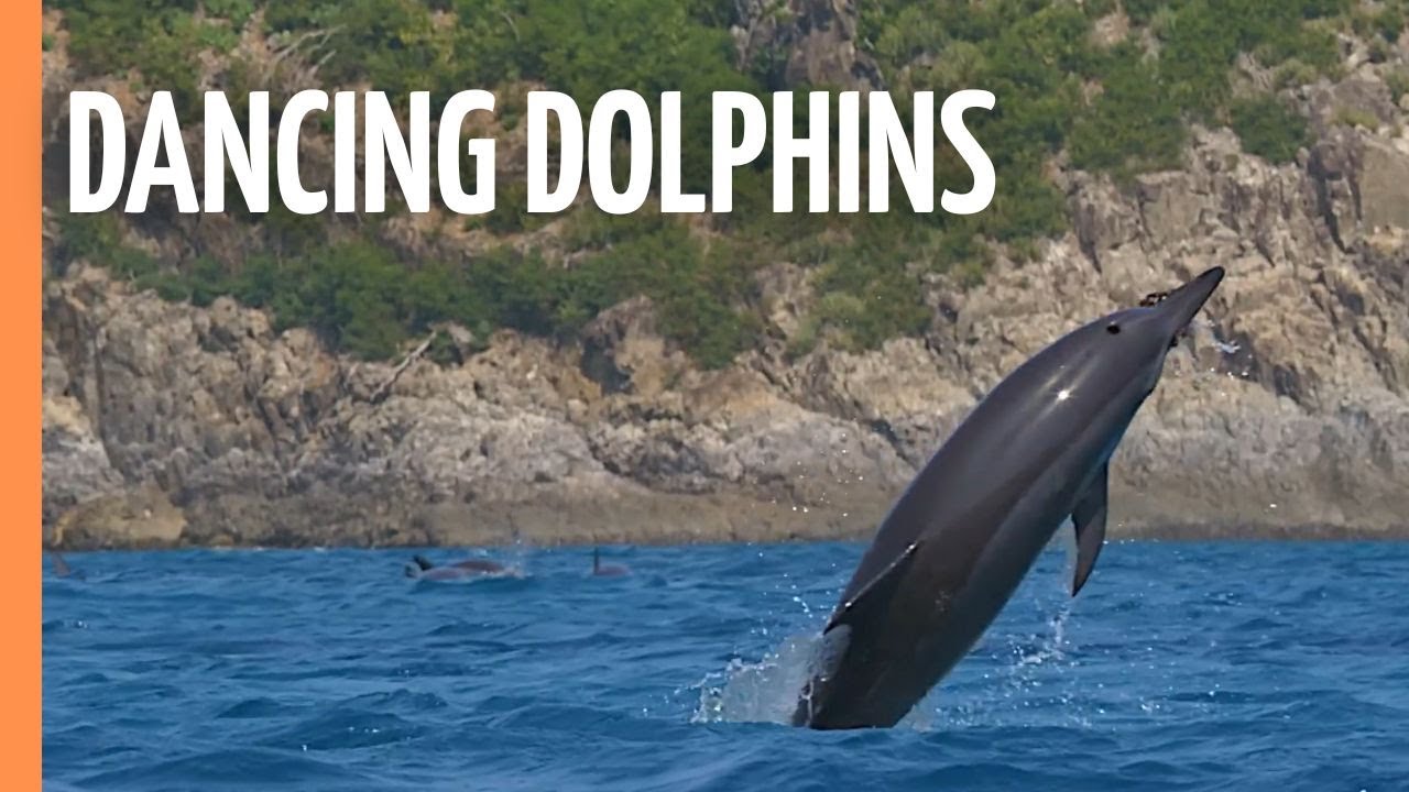 Noronha Spinners: Dancing Dolphins