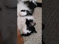 Love Tuxedo Cats Catlover Pennylane Tuxedocat