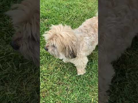 She was such a cutie 🥰 #dog #doglover