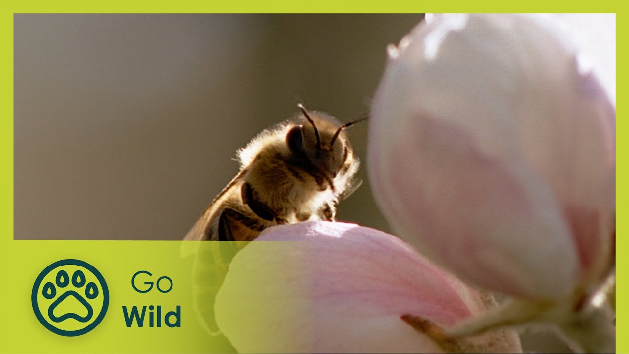 Bees - Living for the Queen - Go Wild