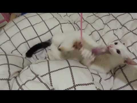 Melvina’s George & Paul Vlog introduction