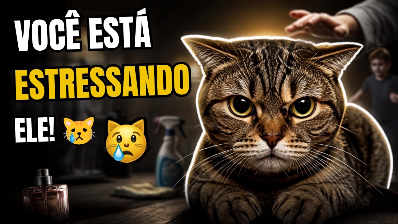 9 HÁBITOS Que ESTRESSAM Seu Gato e Você Faz Sem PERCEBER!