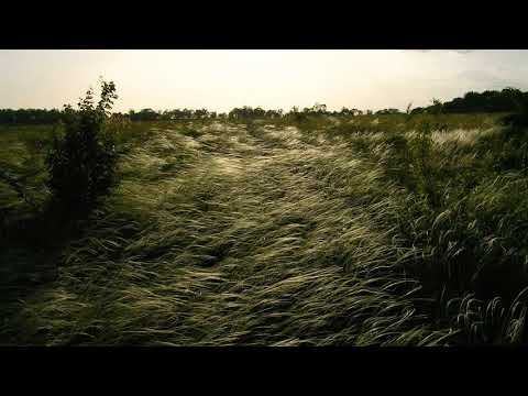 The Sound of Grass in the Wind and the Music of Crickets(Звукишелест Трави ) [5 MINUTES]