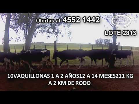 Lote 10 Vaquillonas 1 a 2 años 10 HO 211 Kgkg -  en José E. Rodó- A 2 Km de Rodó