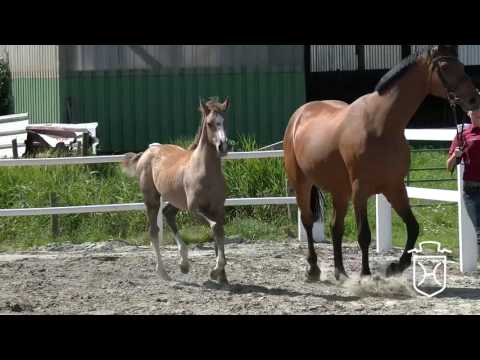 NF228 Stutfohlen von Zirocco Blue - Colman - Landlord