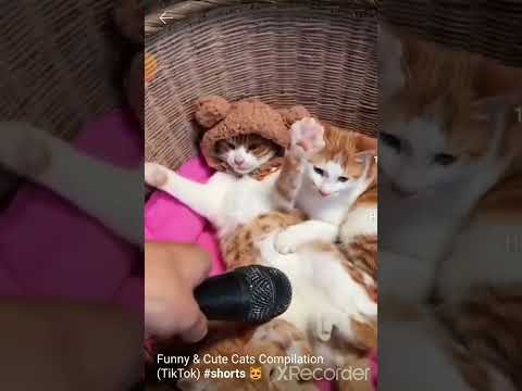 Funny and cute cats