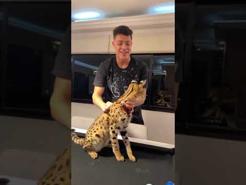 eu acho que vi um gatinho 😸😍 #gatos #onça #cerol #cerolzera #cerolpassado #ff #garena #ffbug #js