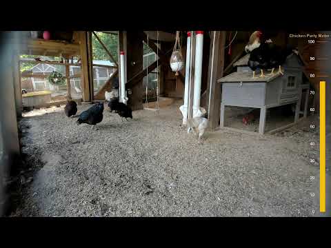 Chicken City Live Stream