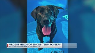 Urgent need for short-term fosters at the Bakersfield Animal Care Center
