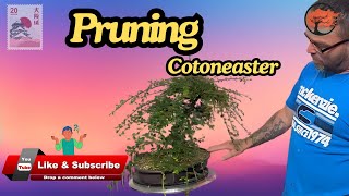 Pruning My Cotoneaster Bonsai (1 of 2)