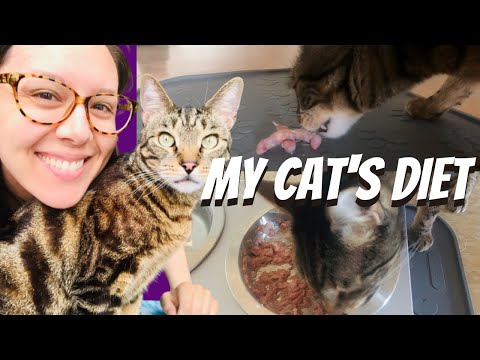 Easy homemade cat food (no grinder)