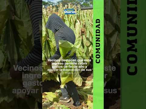 🌱 TABACO QUE DA TRABAJO EN ZACAPA 🚜