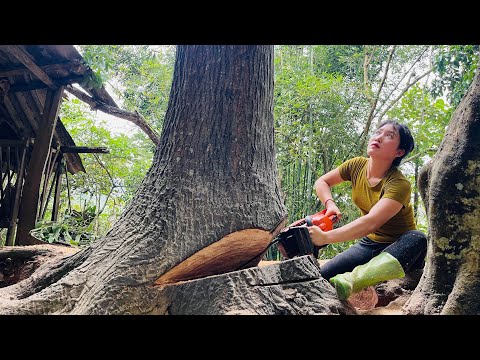 Agricultural vehicle transporting wood; girl cutting down giant tree.