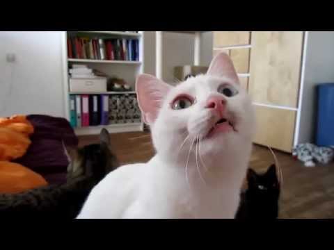 Cat talking on the alien language  КОТ РАЗГОВАРИВАЕТ НА НЕ ПОНЯТНОМ ЯЗЫКЕ ВСЕЛЕННОЙ РЖАЧ!!!!!