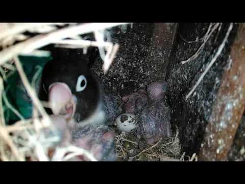 download lagu mp3 mp4 Ciri Ciri Lovebird Menetas, download lagu Ciri Ciri Lovebird Menetas gratis, unduh video klip Ciri Ciri Lovebird Menetas