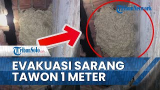Detik-detik Evakuasi Sarang Tawon Vespa Berkuran 1 Meter di Klaten, Sering Teror Warga di Siang Hari