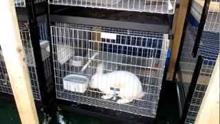 Rabbit Manure Management System