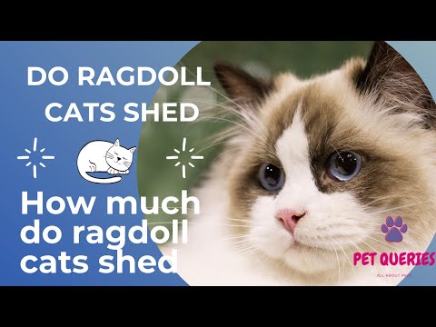 Do Ragdoll Cats Shed? |  How much do ragdoll cats shed? | #petqueries