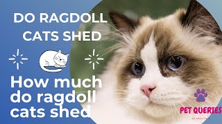 Do Ragdoll Cats Shed? |  How much do ragdoll cats shed? | #petqueries