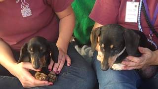 Trixie A4777882 Dixie A4777884