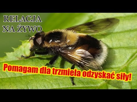 Owoce dla potencji u mężczyzn Najlepszym sposobem na potencję
