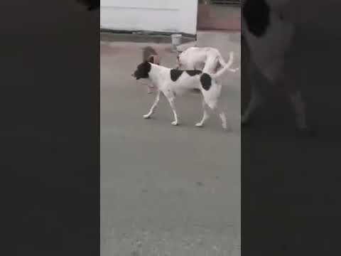 Came to feed food for this hungry stray dogs 😊😊