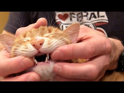 How To Brush Your Cat's Teeth - YouTube