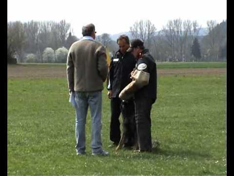 Helmut Huber mit Hank vom Weinbergblick SchH3 C 100!