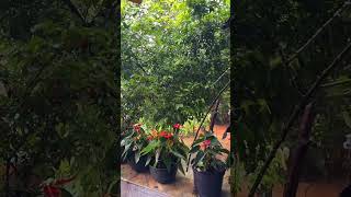 Chuva Refrescante para Relaxar e Dormir !!! #shorts #chuvaparadormir #rainsounds