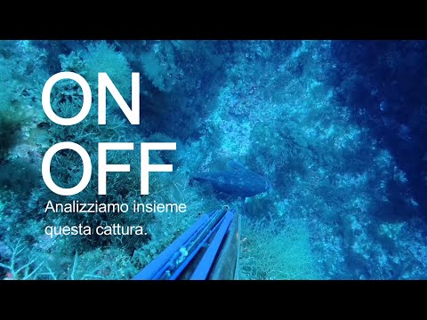 SPEARFISHING: ON OFF, let's analyze this catch together.