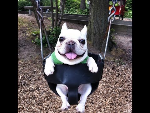 Ark Survival Evolved Official Primitive Nitrado1 raid