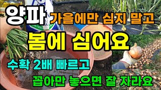 양파는 봄/가을두번심어요 여기에 담궜다 심으면 폭풍성장 병 없이 수확도 2배 빨라요 2~3월에 심는 작물