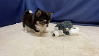 チワワ(ロング)の動画01