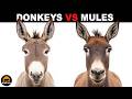 What Is The Difference Between Donkeys And Mules