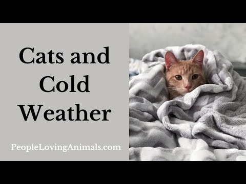 Cats and Cold Weather - Keeping Your Cat Warm and Safe in Winter!