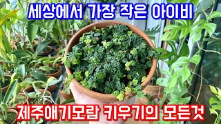 정말 귀여운 제주애기모람 키우기와 번식법!! 세상에서 가장 작은 아이비!!