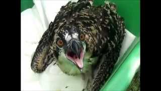 preview picture of video 'Green Lake Osprey Banding'