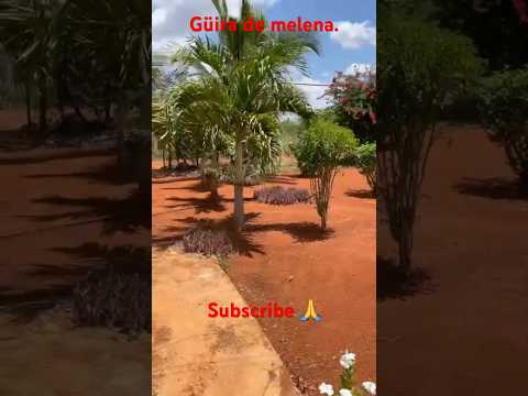 Güira de melena.