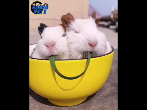 A DAMA E O VAGABUNDO 😍 #SHORTS - ADORO PETS