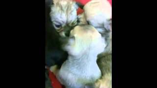 Elevage de chiens de petite taille