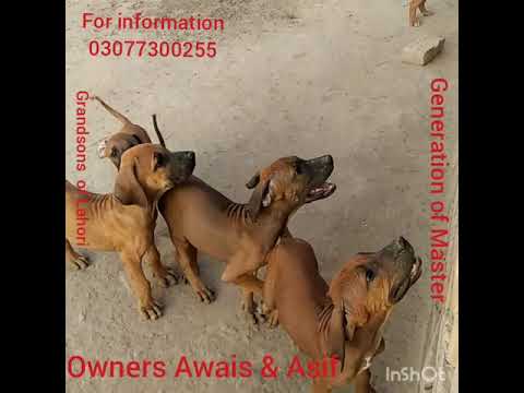 Largest and biggest Bully dog puppies in the Pakistan very famous Lahori bloodline