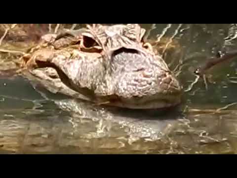 Jacarés são importunados com pedras na Lagoa de Piratininga