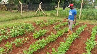 preview picture of video 'Farming God's Way Vs Conventional Farming at Amazima Farm'