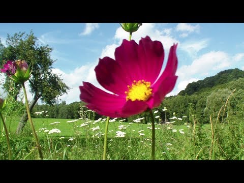 SŁAWA LEHII Wrócisław Kołomirski muz i wyk: Cezary Stawski - Vedamir  ( 529 )