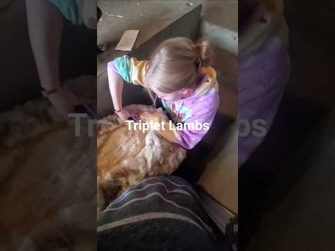 Homestead Spring: Lambing Season & Shearing Joy